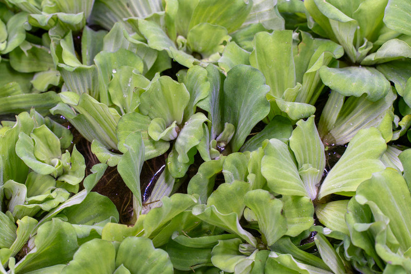 Pistia Stratiotes/ Water Lettuce Aquatic Plant - Buce Plant