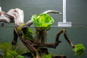 Pistia Stratiotes/ Water Lettuce Aquatic Plant - Buce Plant