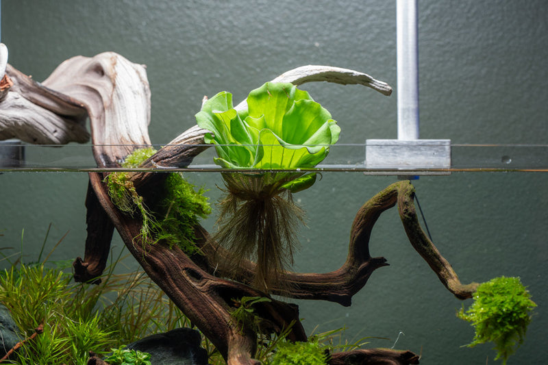 Pistia Stratiotes/ Water Lettuce Aquatic Plant - Buce Plant