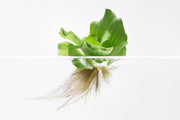 Pistia Stratiotes/ Water Lettuce Aquatic Plant - Buce Plant
