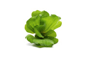 Pistia Stratiotes/ Water Lettuce Aquatic Plant - Buce Plant