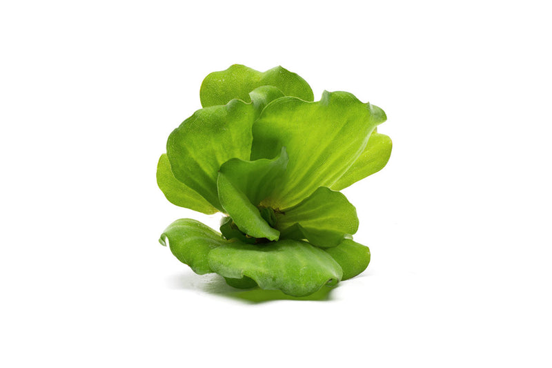 Pistia Stratiotes/ Water Lettuce Aquatic Plant - Buce Plant