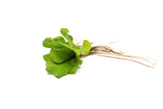 Pistia Stratiotes/ Water Lettuce Aquatic Plant - Buce Plant