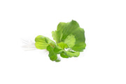 Pistia Stratiotes/ Water Lettuce Aquatic Plant - Buce Plant