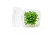 Pogostemon Erectus Tissue Culture - Small Cup Aquatic Plant - Buce Plant