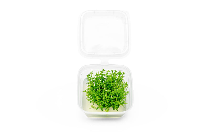 Pogostemon Erectus Tissue Culture - Small Cup Aquatic Plant - Buce Plant