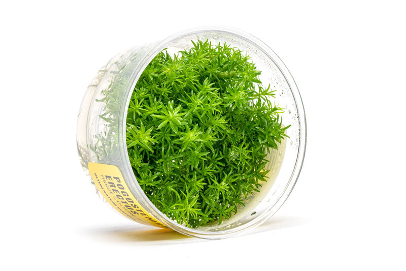 Pogostemon Erectus UNS Tissue Culture Aquatic Plant - Buce Plant