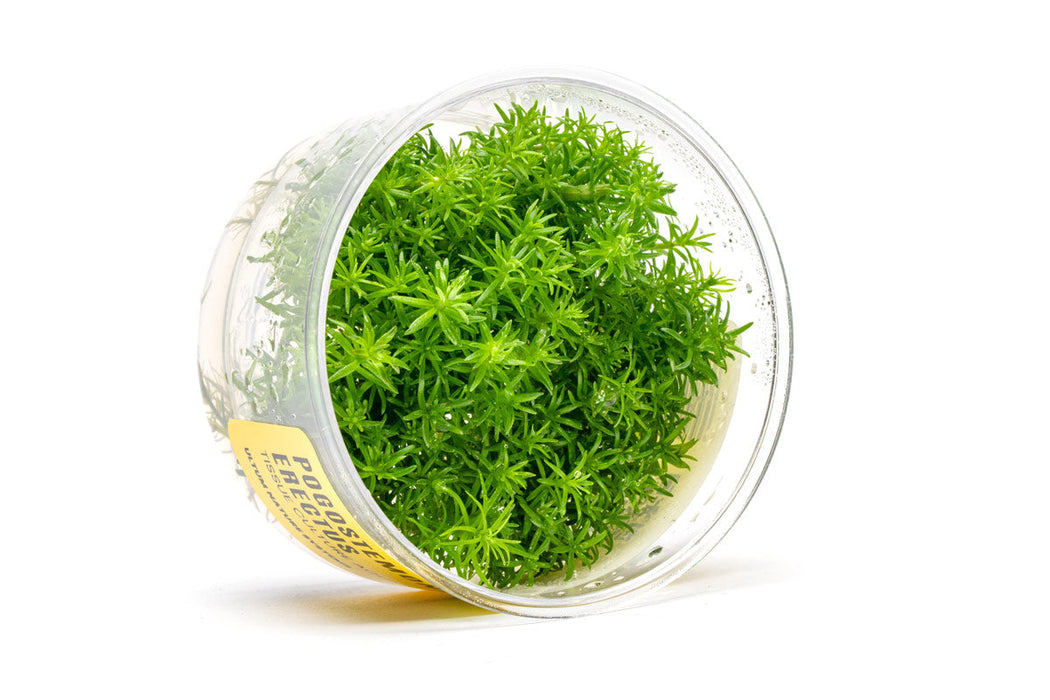 Pogostemon Erectus UNS Tissue Culture