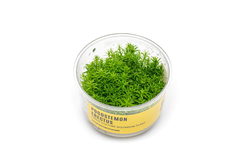 Pogostemon Erectus UNS Tissue Culture Aquatic Plant - Buce Plant