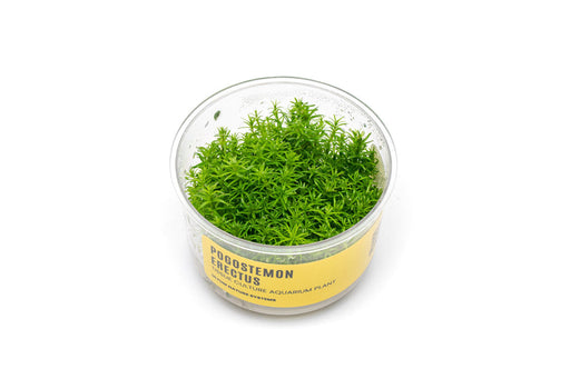 Pogostemon Erectus UNS Tissue Culture