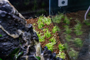 Pogostemon Erectus UNS Tissue Culture Aquatic Plant - Buce Plant