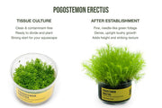 Pogostemon Erectus UNS Tissue Culture