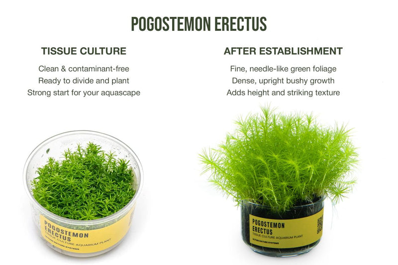 Pogostemon Erectus UNS Tissue Culture