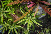 Pogostemon Helferi 'Downoi' aquatic plant with bright green, compact leaves suitable for freshwater aquariums.