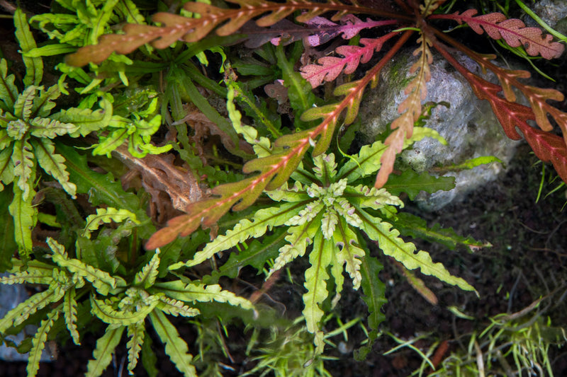 Pogostemon Helferi 'Downoi' aquatic plant with bright green, compact leaves suitable for freshwater aquariums.