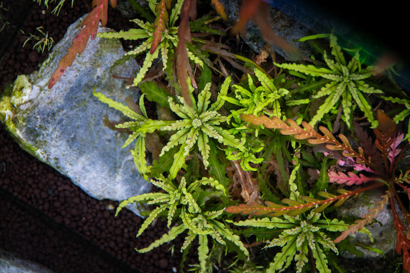 Pogostemon Helferi 'Downoi' aquatic plant from IS, with vibrant green, bushy leaves ideal for freshwater aquariums.