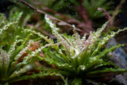 Aquatic plant Pogostemon Helferi 'Downoi' from IS, displaying lush green, compact foliage suitable for freshwater aquariums.