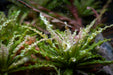 Aquatic plant Pogostemon Helferi 'Downoi' from IS, with lush green, compact, and textured foliage ideal for freshwater aquariums.