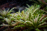 Aquatic plant Pogostemon Helferi 'Downoi' by IS, showcasing lush green, bushy foliage for freshwater aquariums.