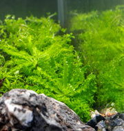 Pogostemon Helferi 'Downoi' Aquatic Farmer Tissue Culture Aquatic Plant - Buce Plant
