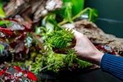 Red Pogostemon Helferi Downoi aquatic plant from CPA with vibrant red and green foliage, suitable for freshwater aquariums.