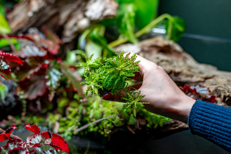 Red Pogostemon Helferi Downoi aquatic plant from CPA with vibrant red and green foliage, suitable for freshwater aquariums.