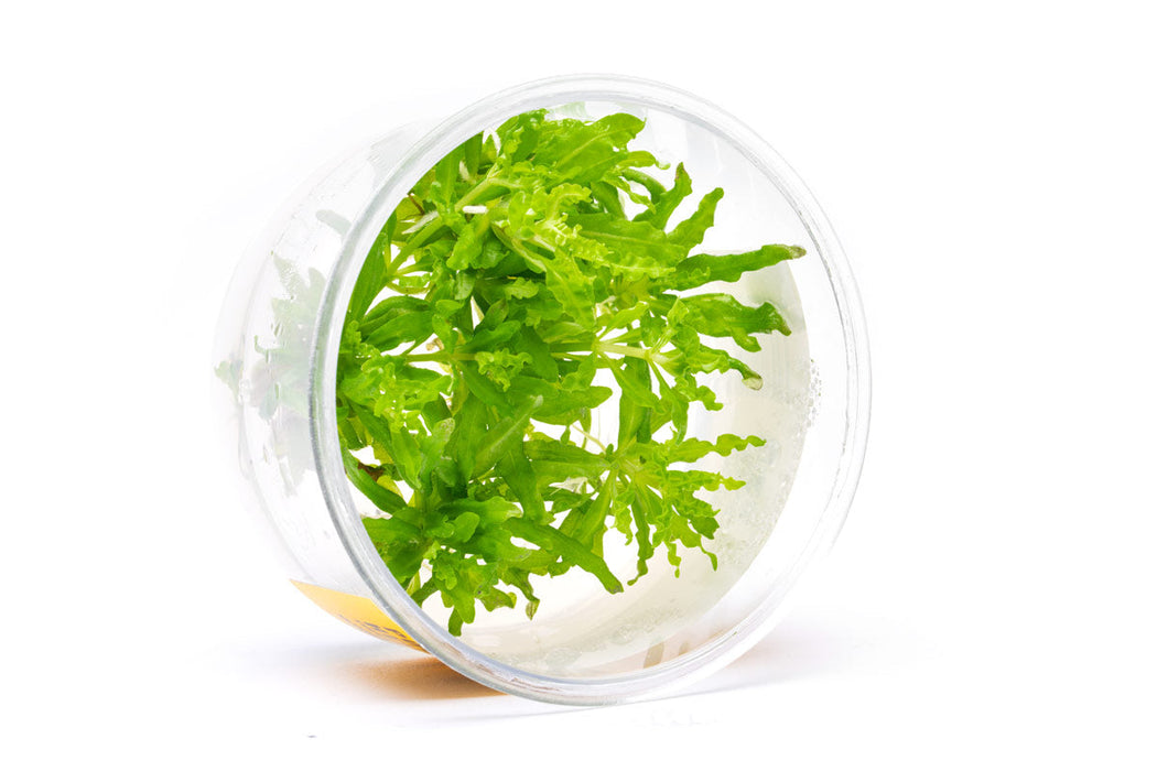 Pogostemon Helferi 'Downoi' UNS Tissue Culture