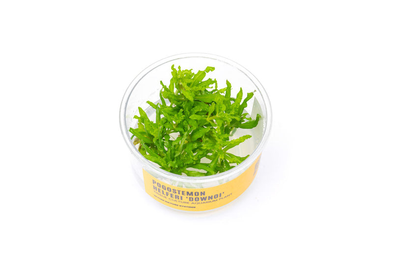 Pogostemon Helferi 'Downoi' UNS Tissue Culture Aquatic Plant - Buce Plant