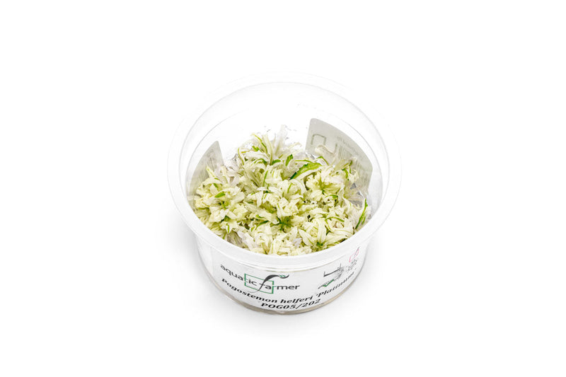Pogostemon Helferi Platinum Aquatic Farmer Tissue Culture Aquatic Plant - Buce Plant