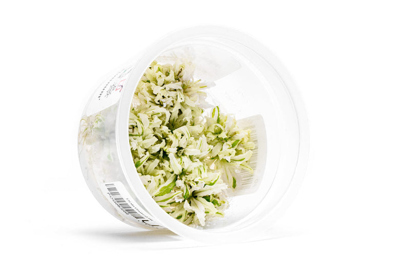 Pogostemon Helferi Platinum Aquatic Farmer Tissue Culture Aquatic Plant - Buce Plant