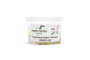 Pogostemon Helferi Platinum Aquatic Farmer Tissue Culture Aquatic Plant - Buce Plant