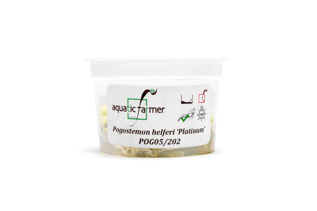 Pogostemon Helferi Platinum Aquatic Farmer Tissue Culture