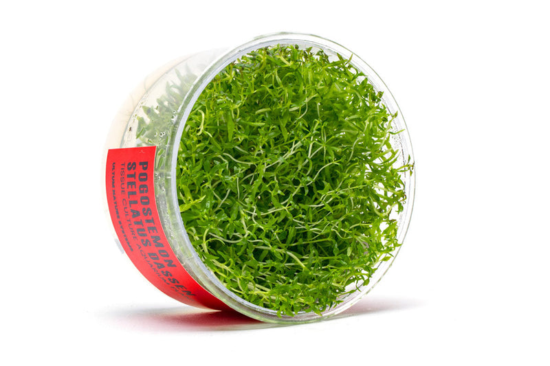Pogostemon Stellatus Dassen Tissue Culture Aquatic Plant - Buce Plant