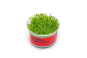 Pogostemon Stellatus Dassen Tissue Culture Aquatic Plant - Buce Plant
