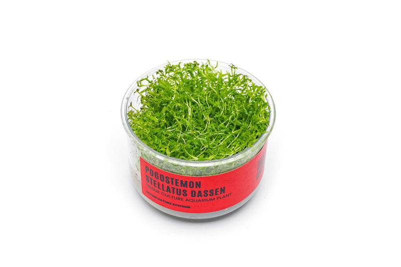 Pogostemon Stellatus Dassen Tissue Culture Aquatic Plant - Buce Plant