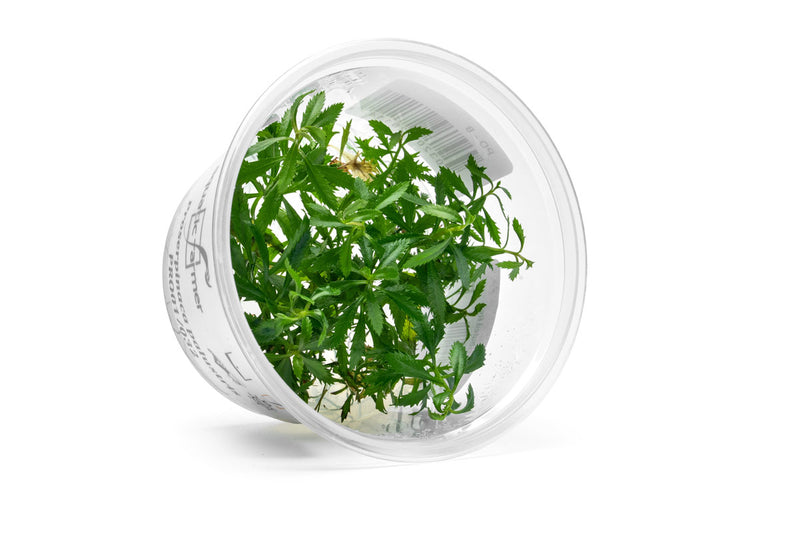 Proserpinaca Palustris Aquatic Farmer Tissue Culture Aquatic Plant - Buce Plant