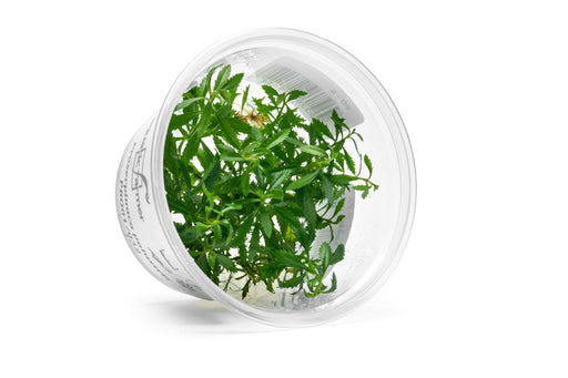Proserpinaca Palustris Aquatic Farmer Tissue Culture