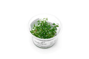 Proserpinaca Palustris Aquatic Farmer Tissue Culture Aquatic Plant - Buce Plant
