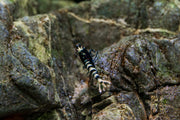 Purple King Kong Shrimp by JA, vibrant freshwater shrimp with striking purple coloration, ideal for aquariums.
