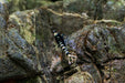 Purple King Kong Shrimp by JA, vibrant freshwater shrimp with striking purple coloration, ideal for aquariums.