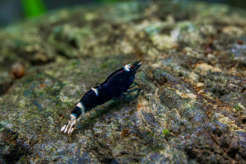 Purple King Kong Shrimp by JA, vibrant purple freshwater shrimp, showcasing its detailed body and natural aquatic habitat.