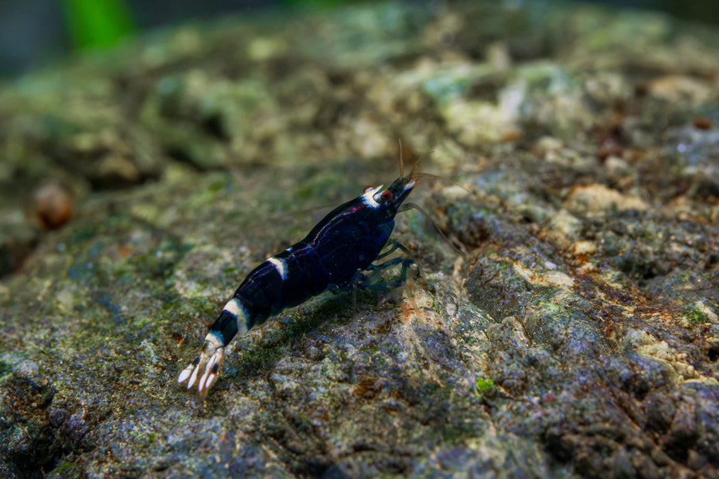 Purple King Kong Shrimp by JA, vibrant purple freshwater shrimp, showcasing its detailed body and natural aquatic habitat.