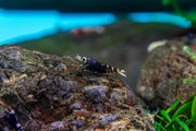 Purple King Kong Shrimp by JA, vibrant freshwater shrimp with striking purple coloration, ideal for aquariums.