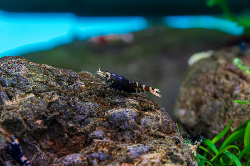 Purple King Kong Shrimp by JA, vibrant freshwater shrimp with striking purple coloration, ideal for aquariums.