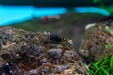 Purple King Kong Shrimp by JA, vibrant freshwater shrimp with striking purple coloration, ideal for aquariums.