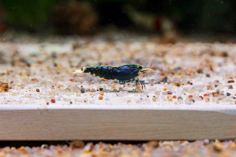 Purple King Kong Shrimp from JA, vibrant freshwater shrimp with purple coloration, suitable for aquariums.