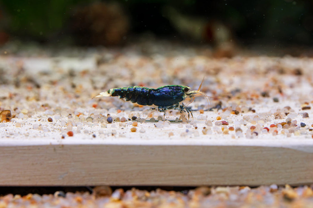 Purple King Kong Shrimp from JA, vibrant freshwater shrimp with purple coloration, suitable for aquariums.