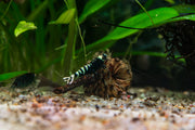Purple King Kong Shrimp from JA, showcasing vibrant purple coloration and detailed body features on a clean background.