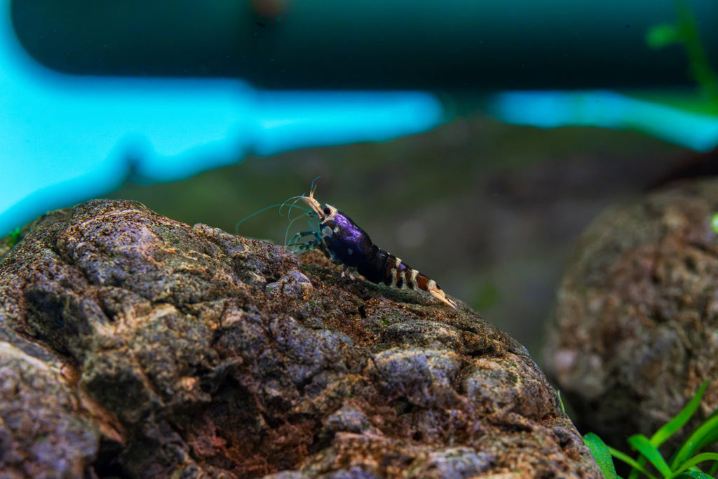 Purple King Kong Shrimp Shrimp