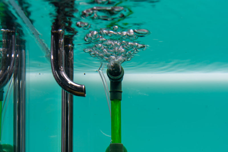 Qanvee Sponge Filter accessory showing a cylindrical sponge filter for aquarium filtration system.